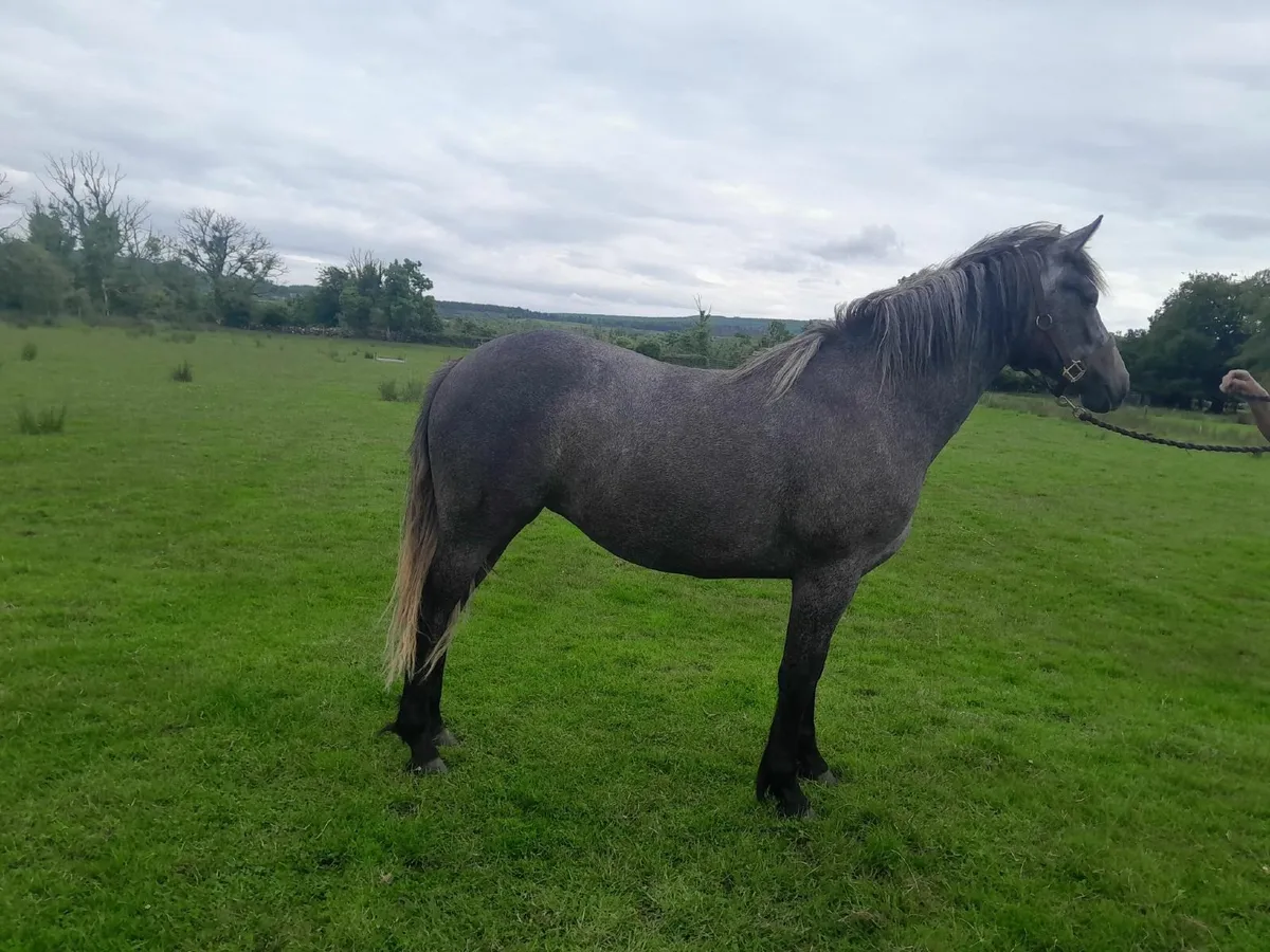 Two Year Old Connemara Filly - Image 1