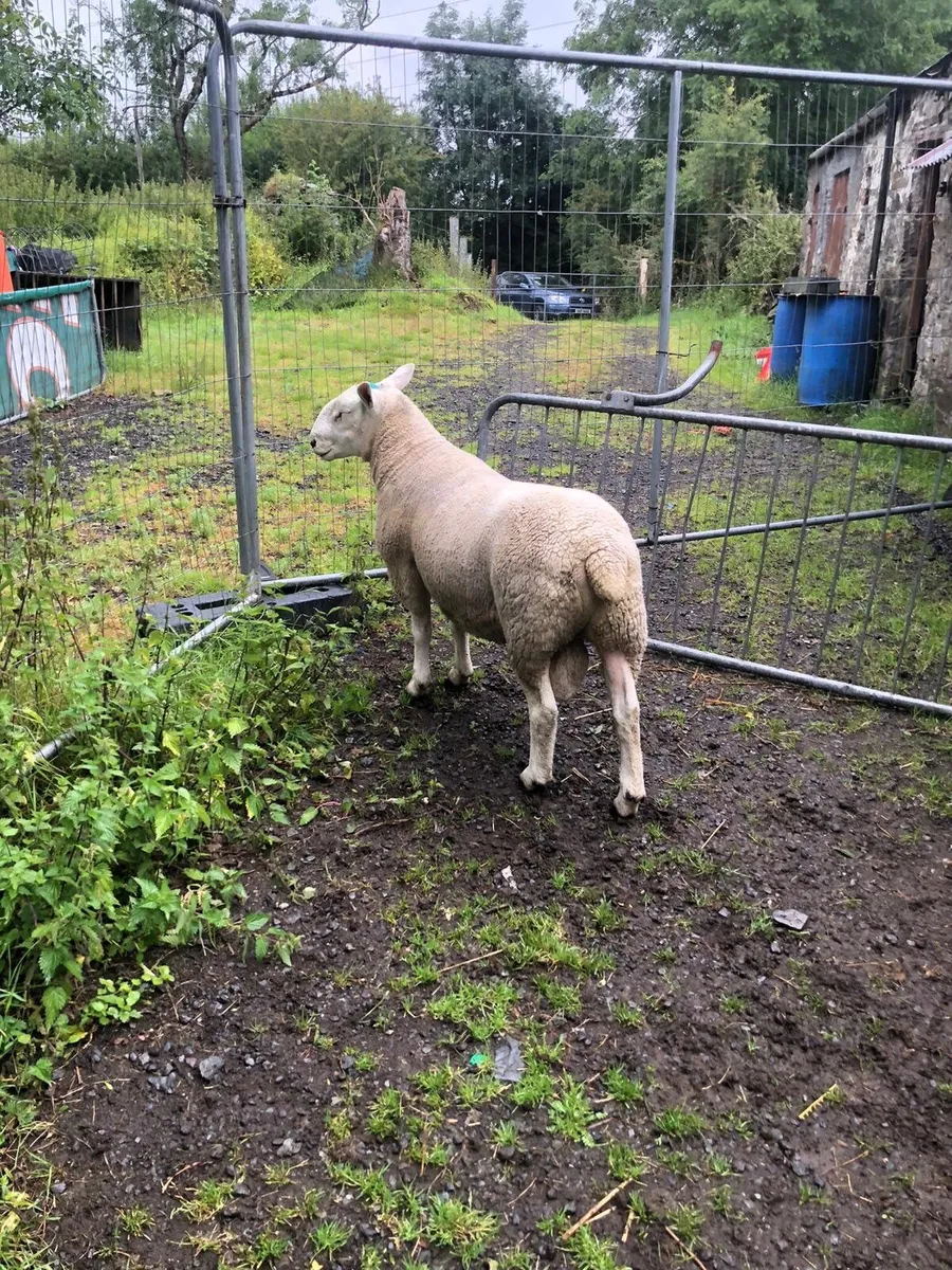 Sheep - Image 2