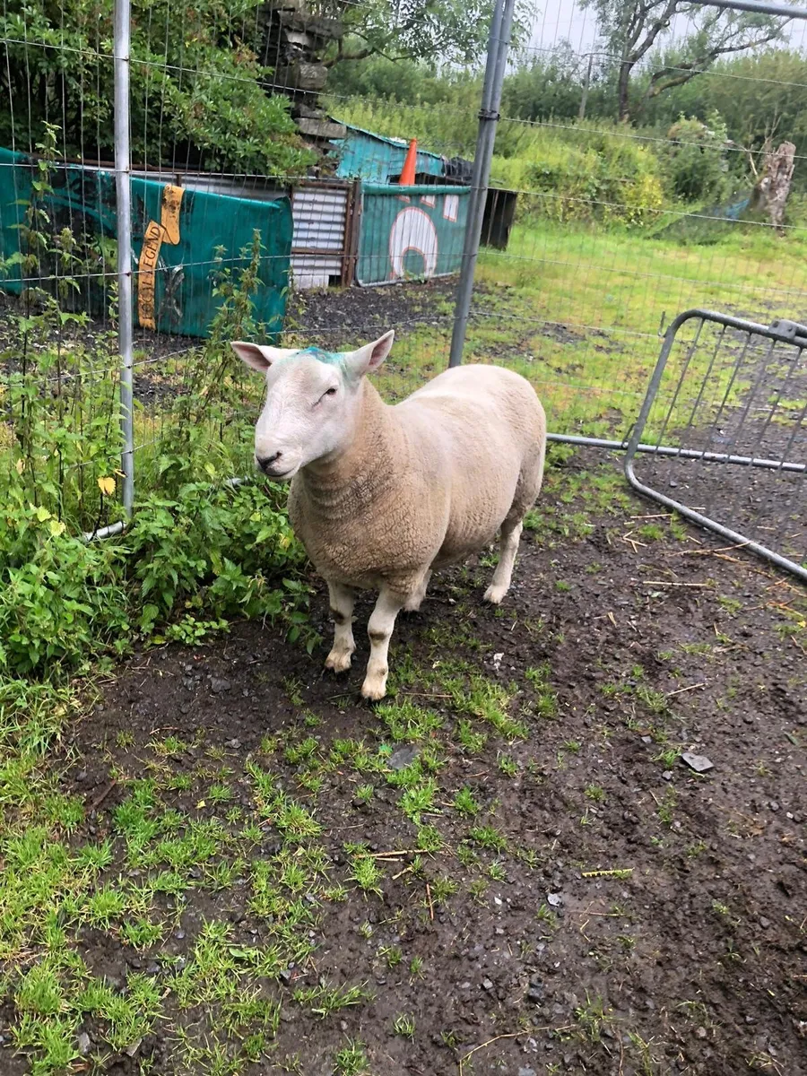 Sheep - Image 3