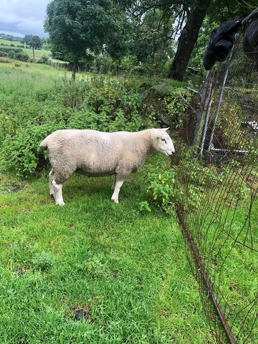 Sheep - Image 1