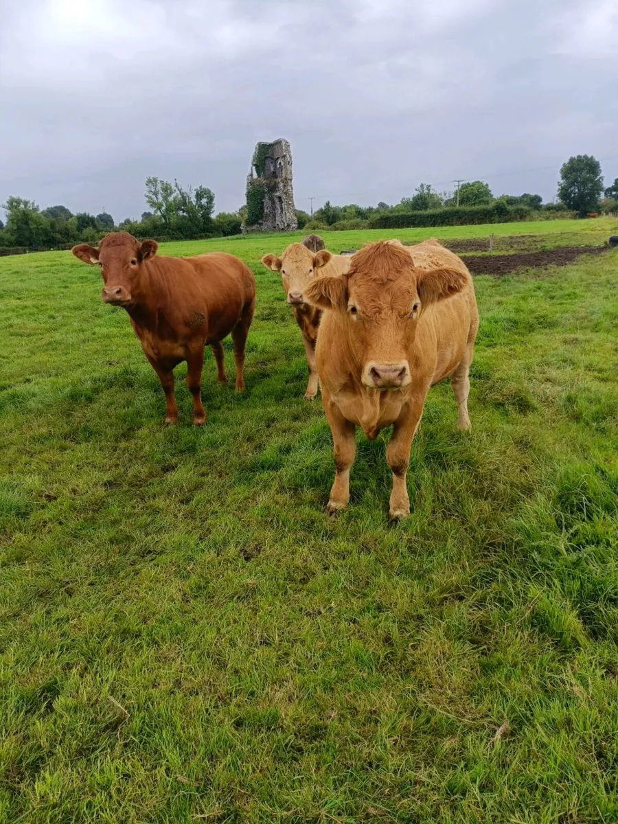 LM&CH HEIFERS 650-800KG THURLES MART 28th - Image 1
