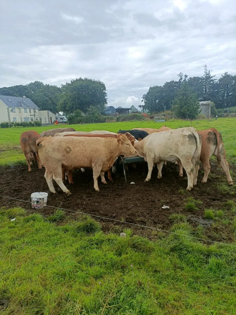 LM&CH HEIFERS 650-800KG THURLES MART 28th - Image 2