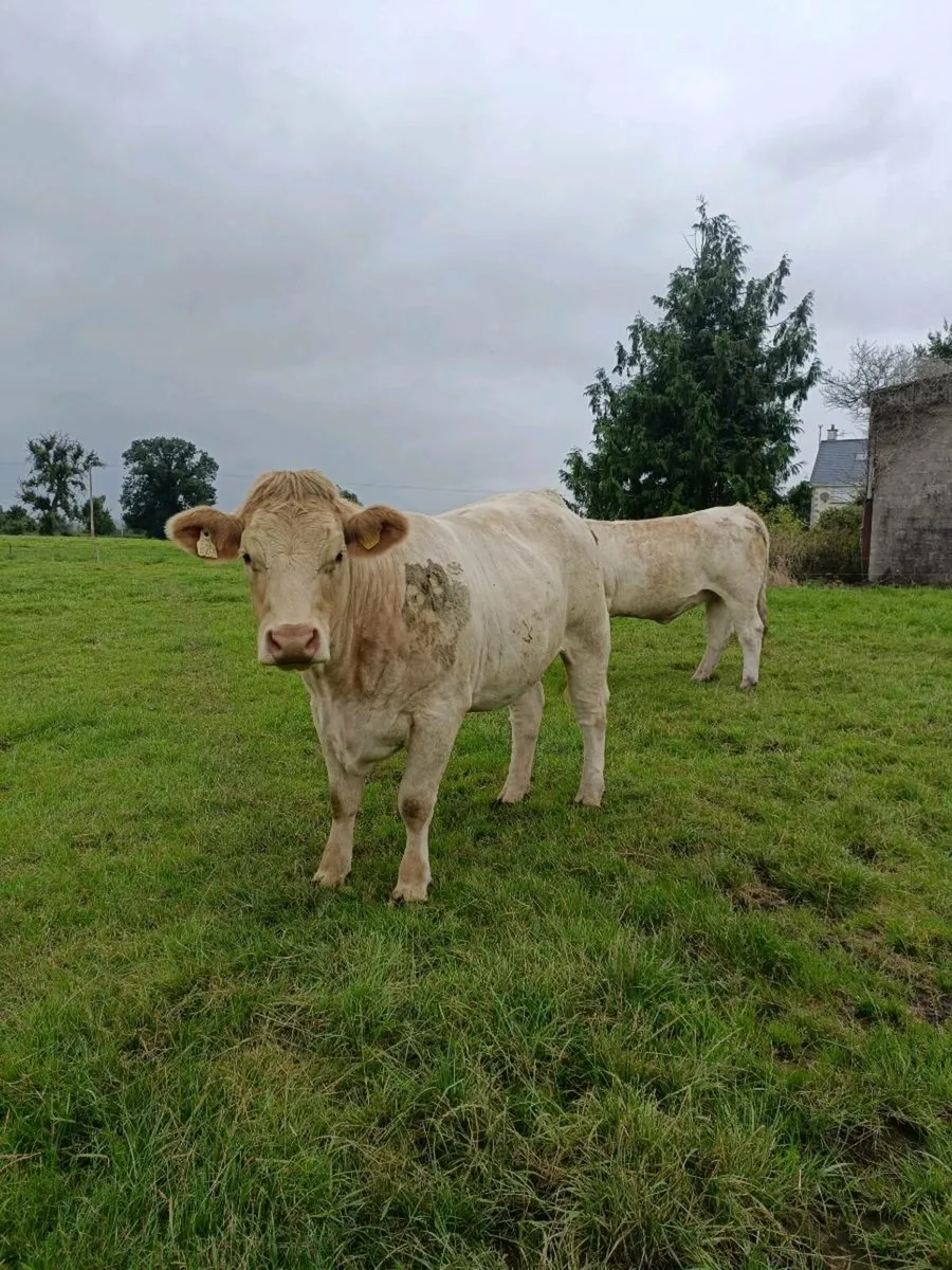 LM&CH HEIFERS 650-800KG THURLES MART 28th - Image 3