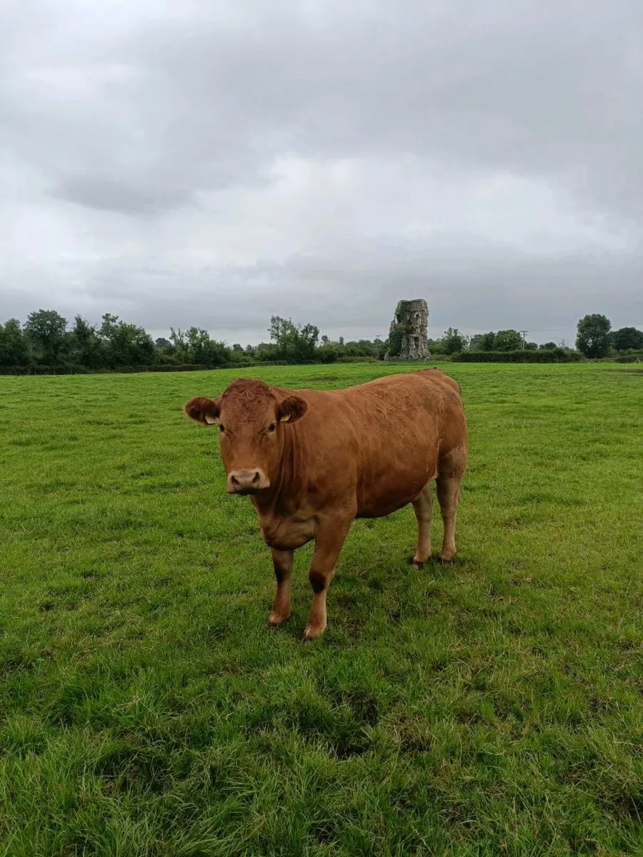 LM&CH HEIFERS 650-800KG THURLES MART 28th - Image 4