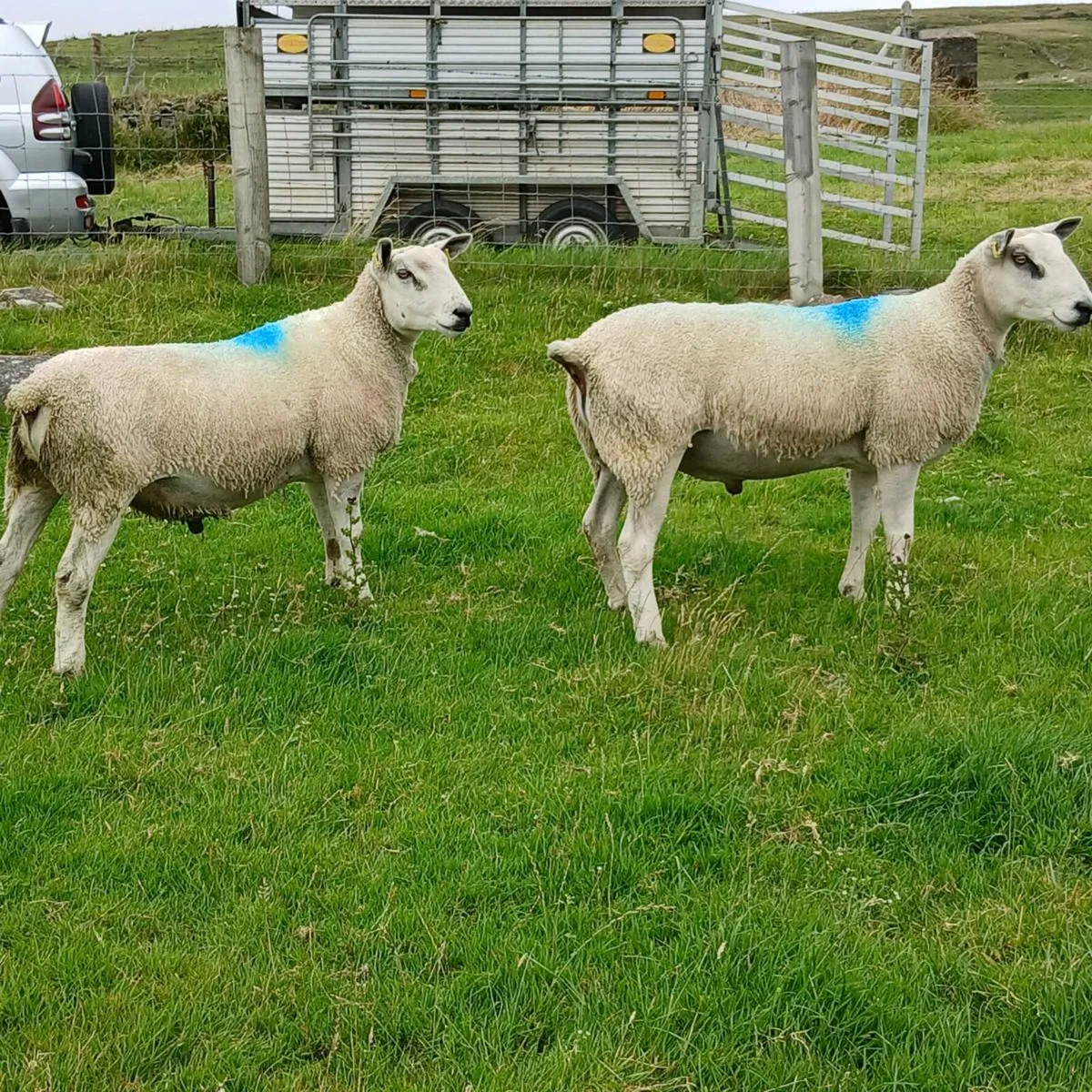 Aberfield shearlings - Image 1