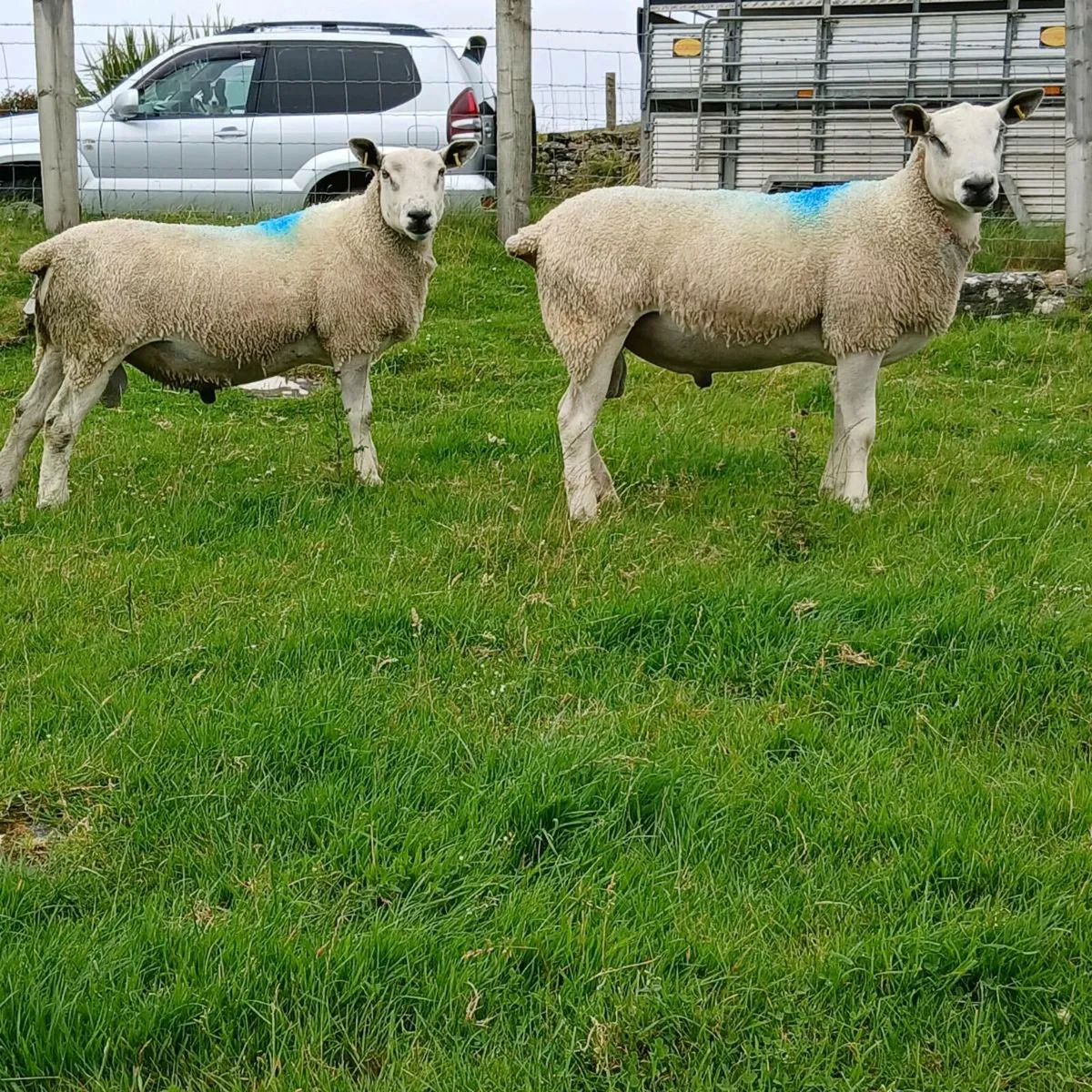 Aberfield shearlings - Image 2