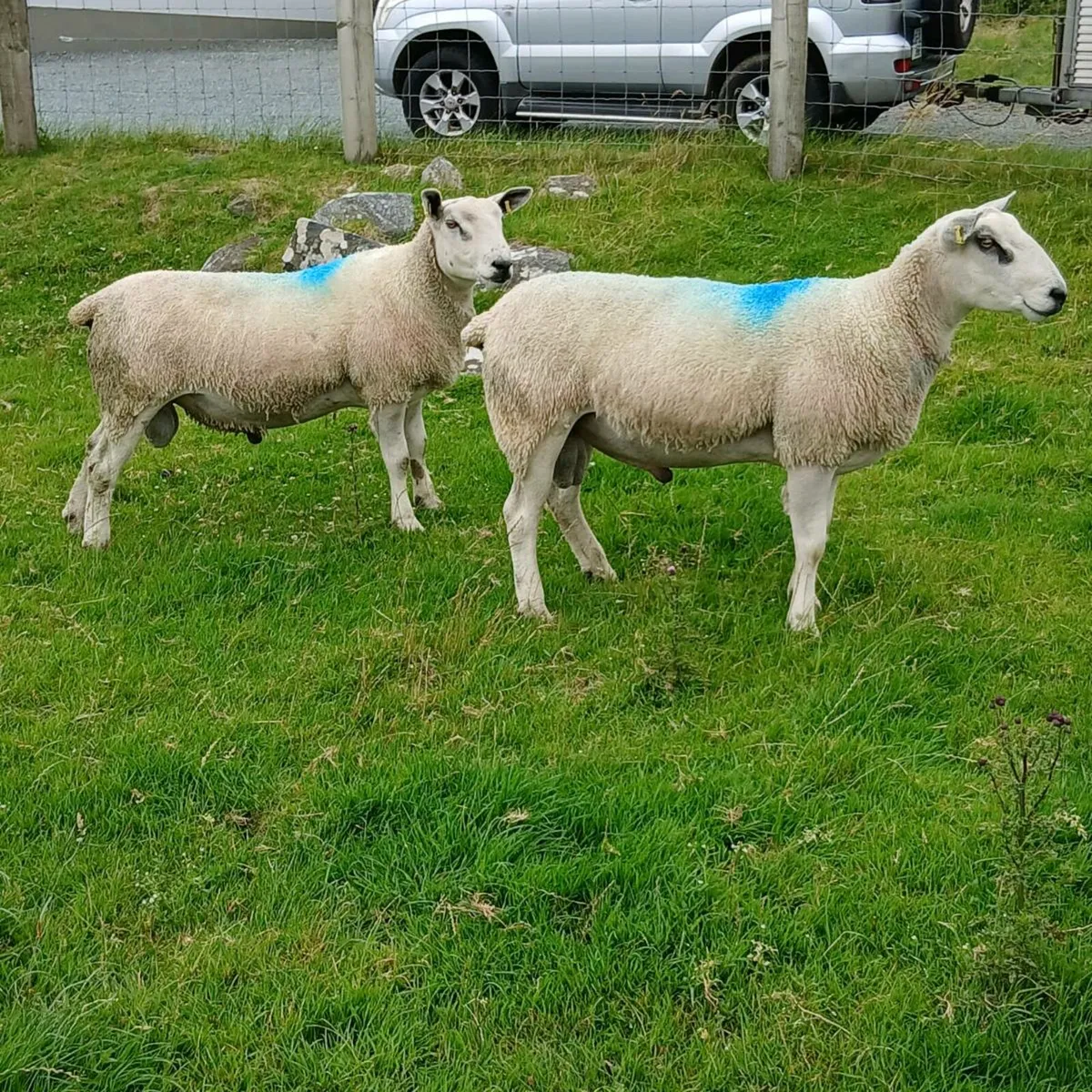 Aberfield shearlings - Image 3