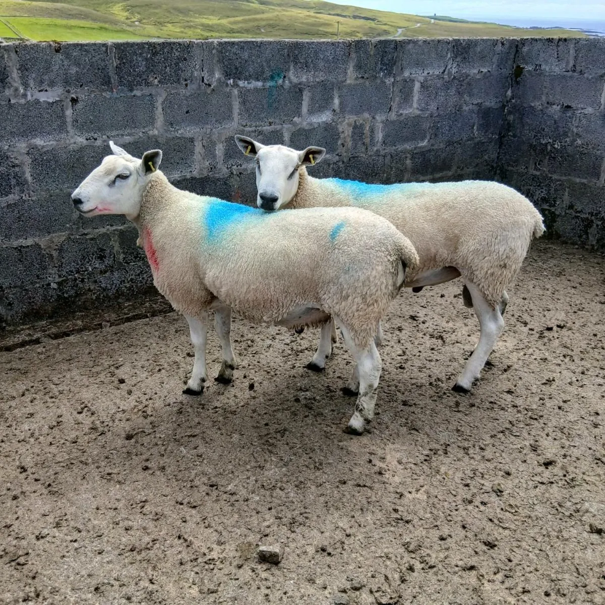 Aberfield shearlings - Image 4