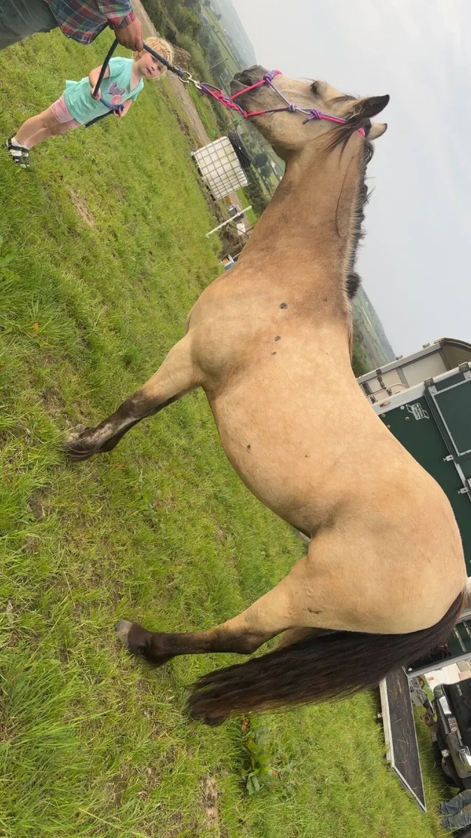 Pony - Image 1