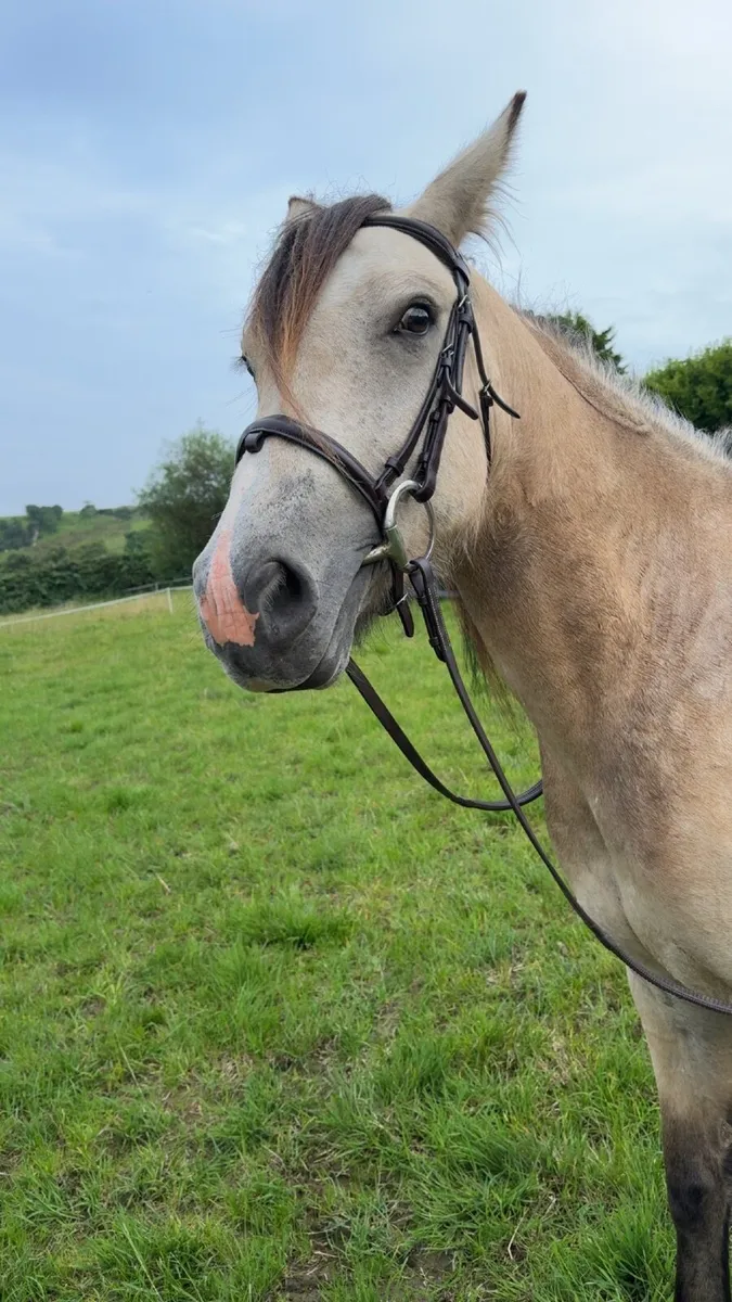 Pony - Image 2