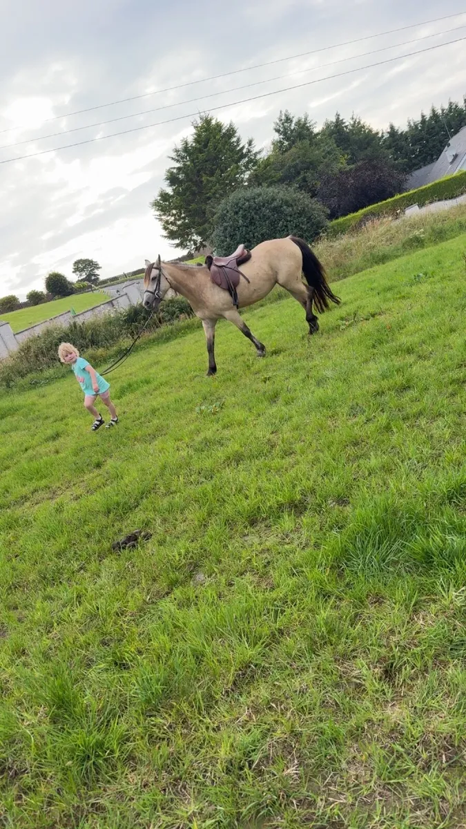 Pony - Image 4