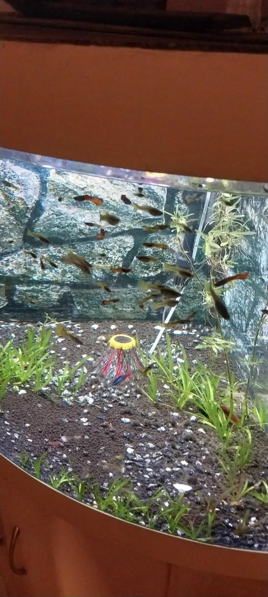Live fish tank - Image 1