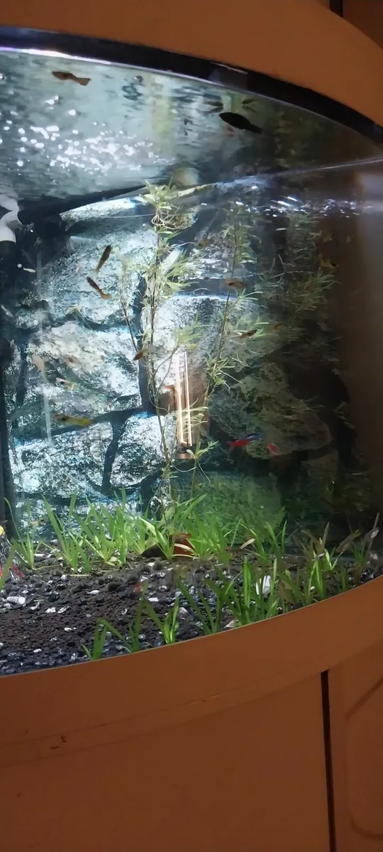 Live fish tank - Image 3