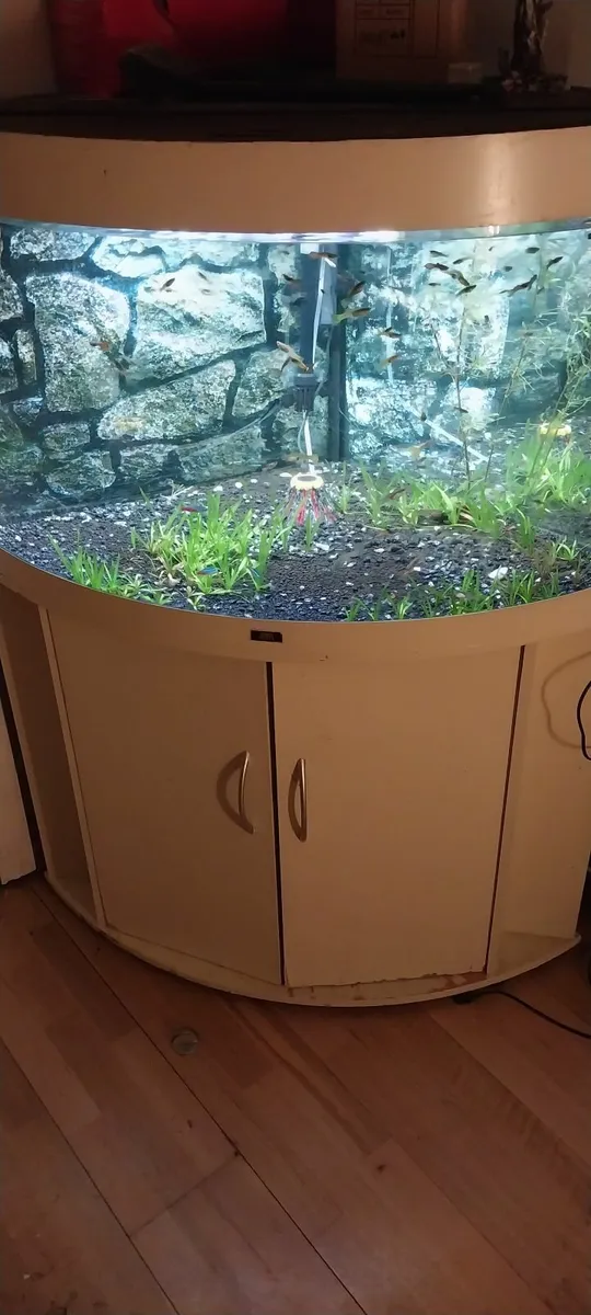 Live fish tank - Image 4
