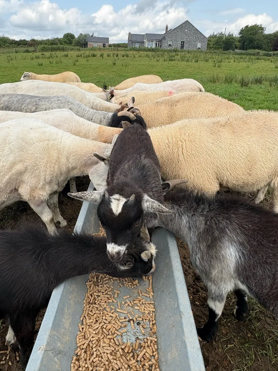 Kid Pygmy goats - Image 2