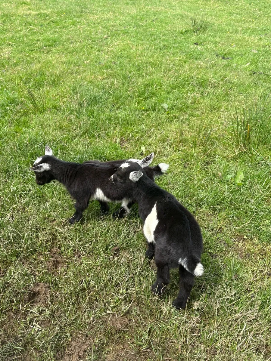Kid Pygmy goats - Image 3