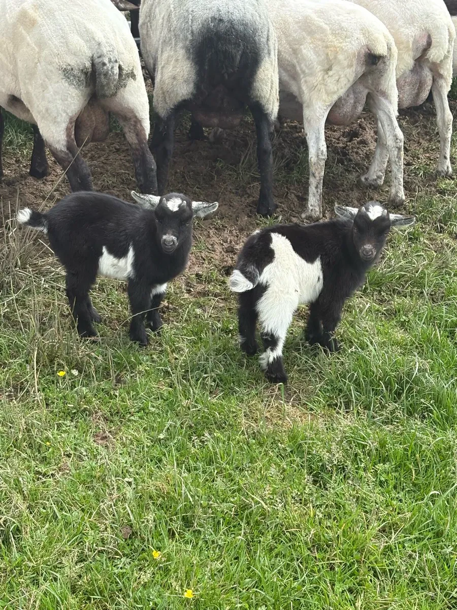 Kid Pygmy goats - Image 4
