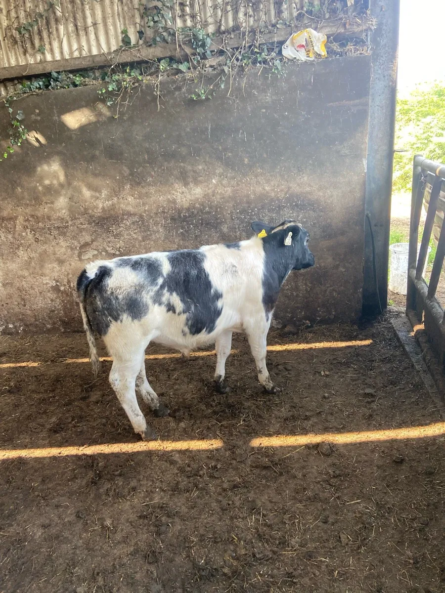 Serious weaned calves - Image 1