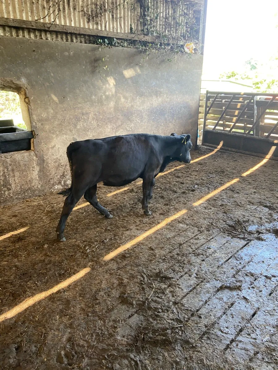 Serious weaned calves - Image 2