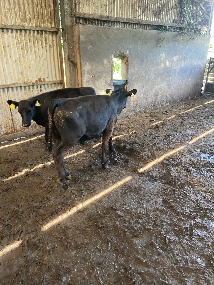 Serious weaned calves - Image 3