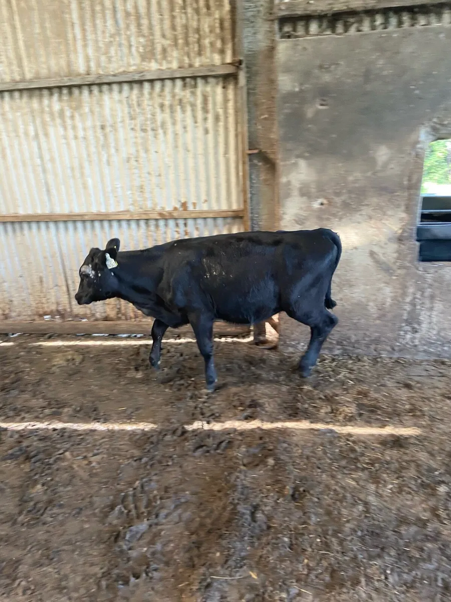 Serious weaned calves - Image 4