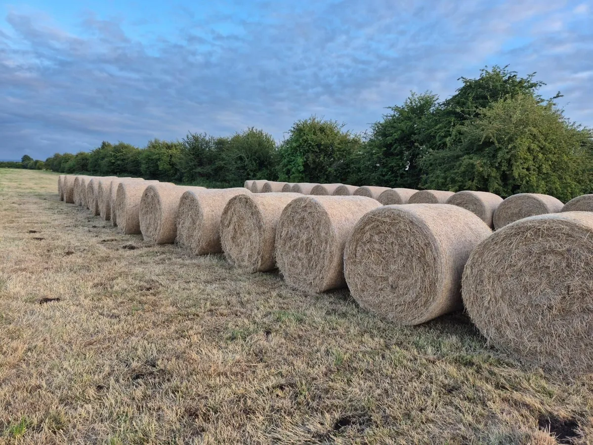 Hay for sale - Image 1