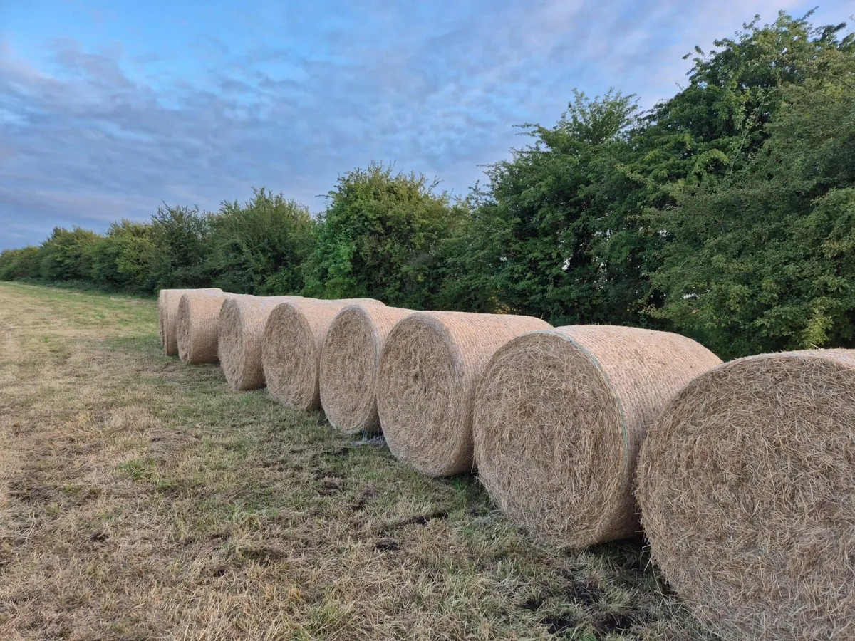 Hay for sale - Image 2