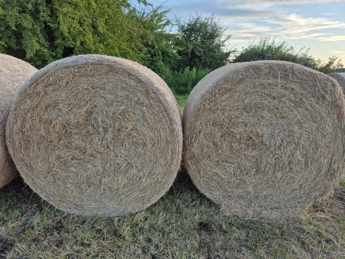 Hay for sale - Image 3