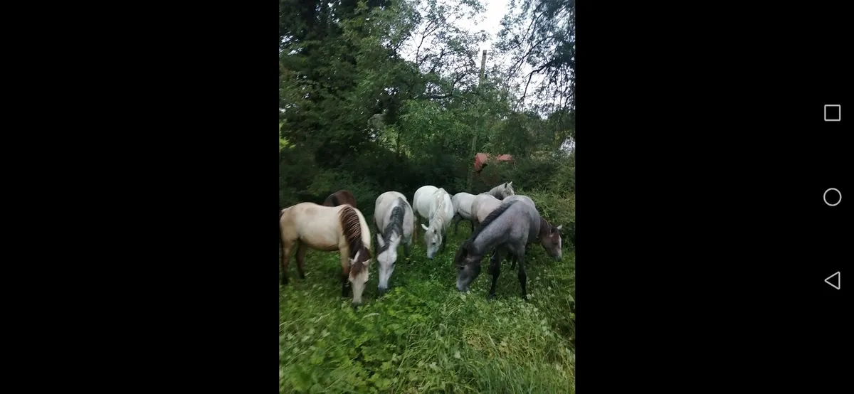 Ponies - Image 1