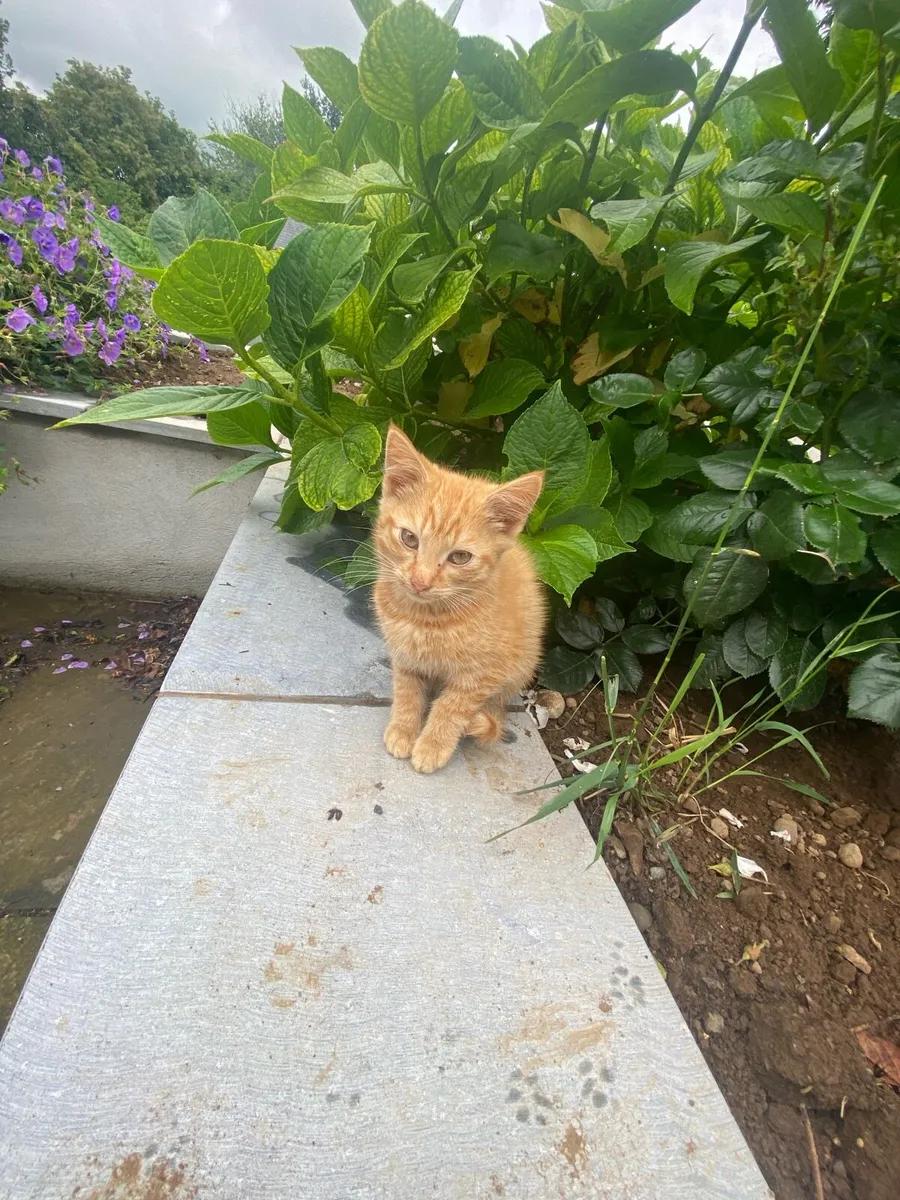 Kittens - Image 1