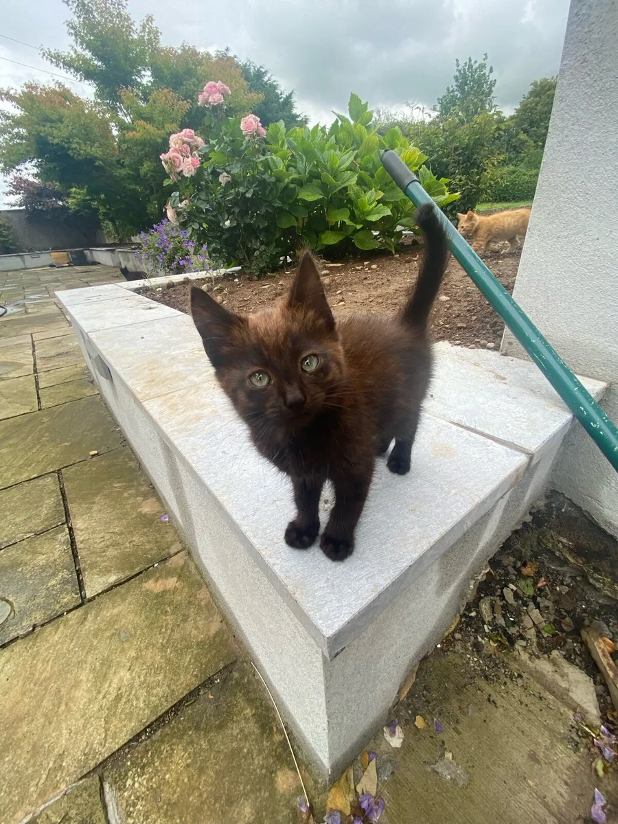 Kittens - Image 2