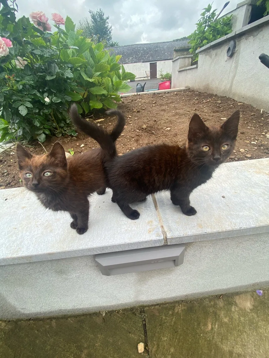 Kittens - Image 3