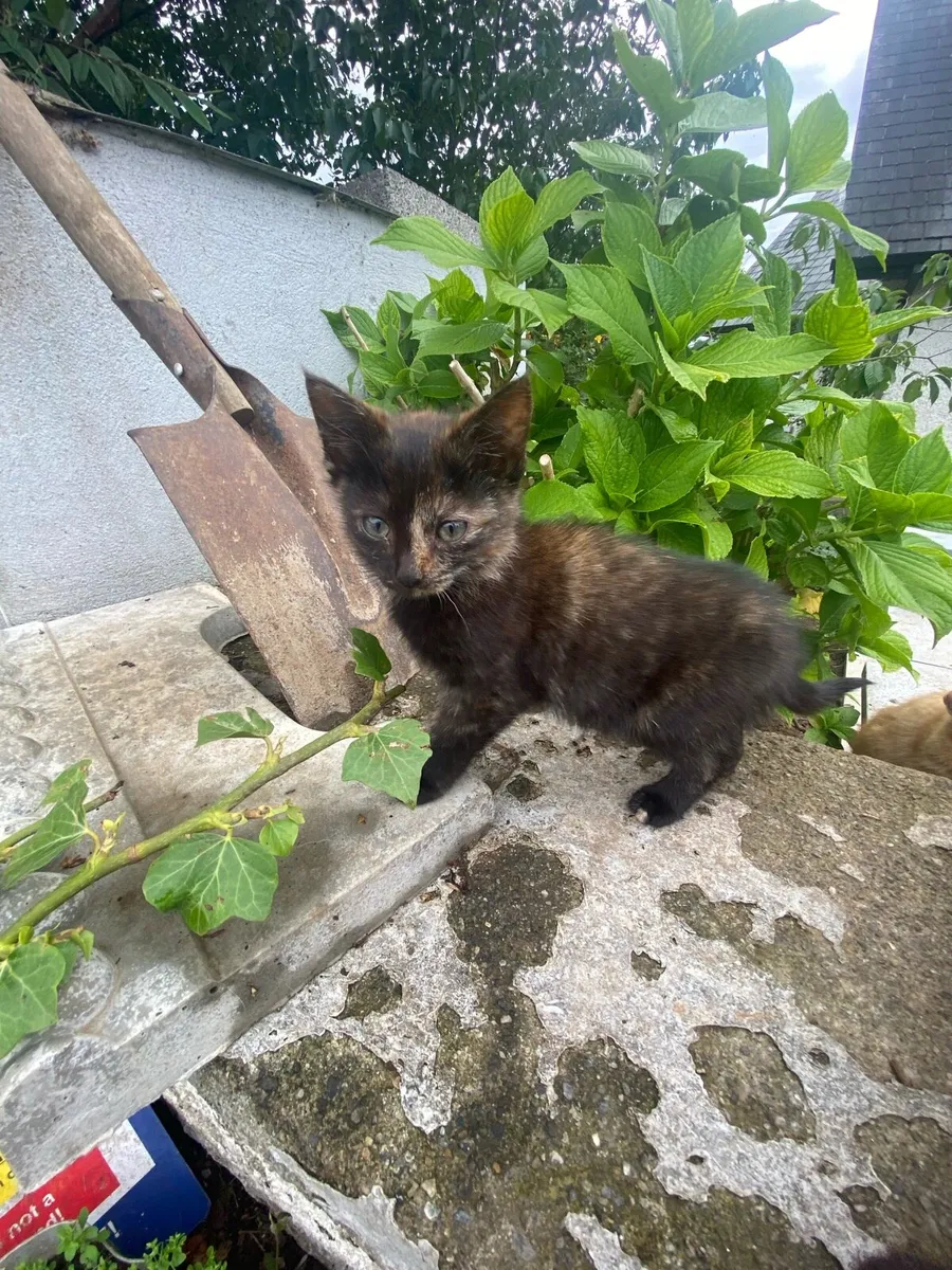 Kittens - Image 4