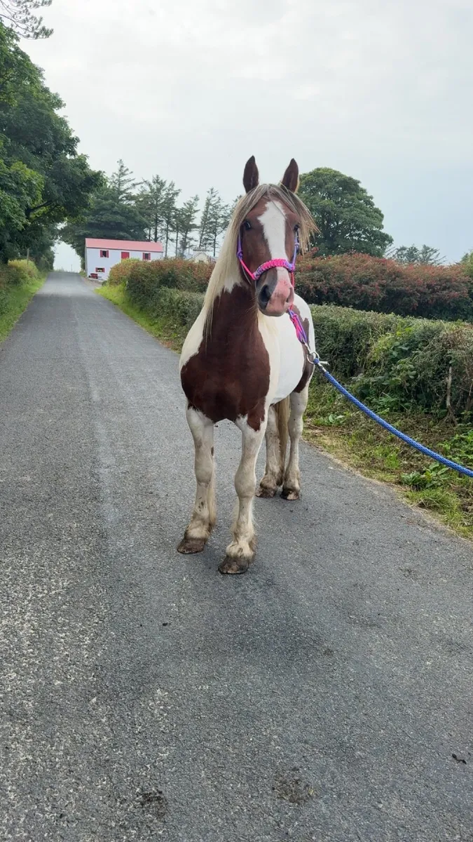 Pony - Image 1