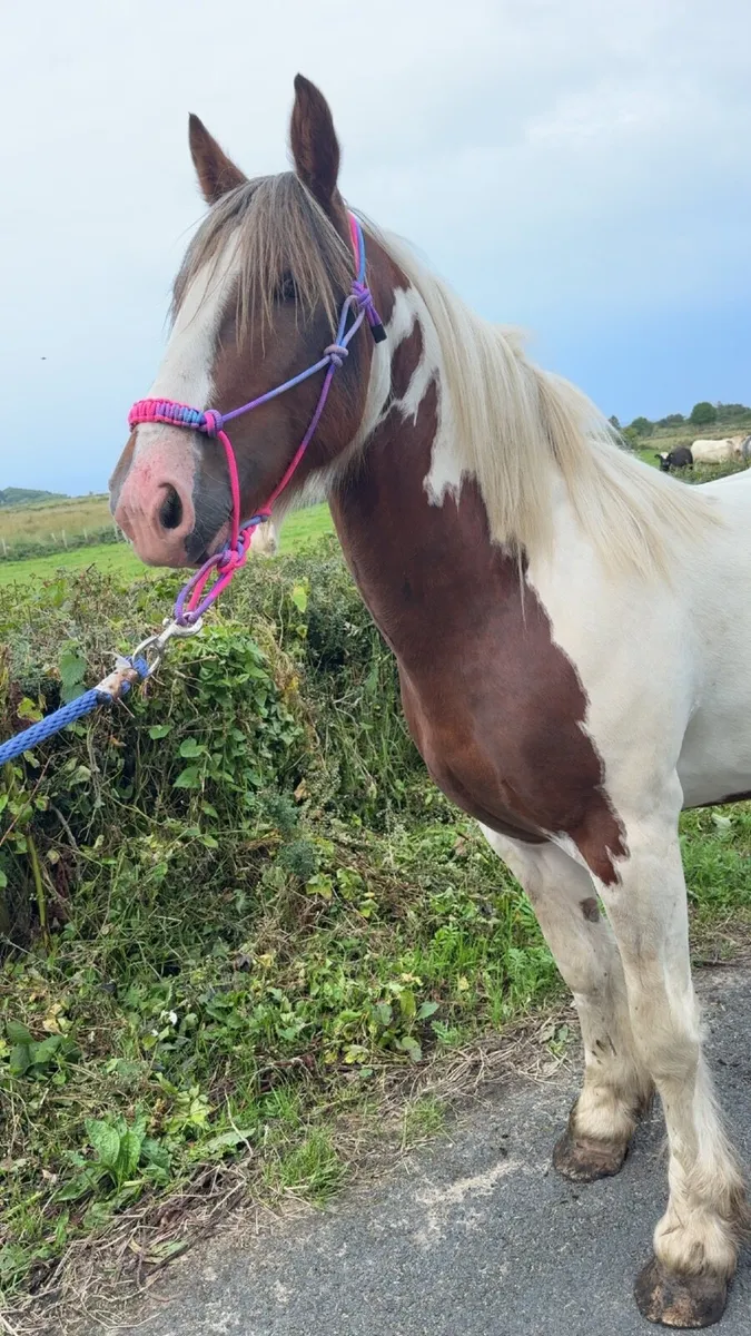 Pony - Image 2