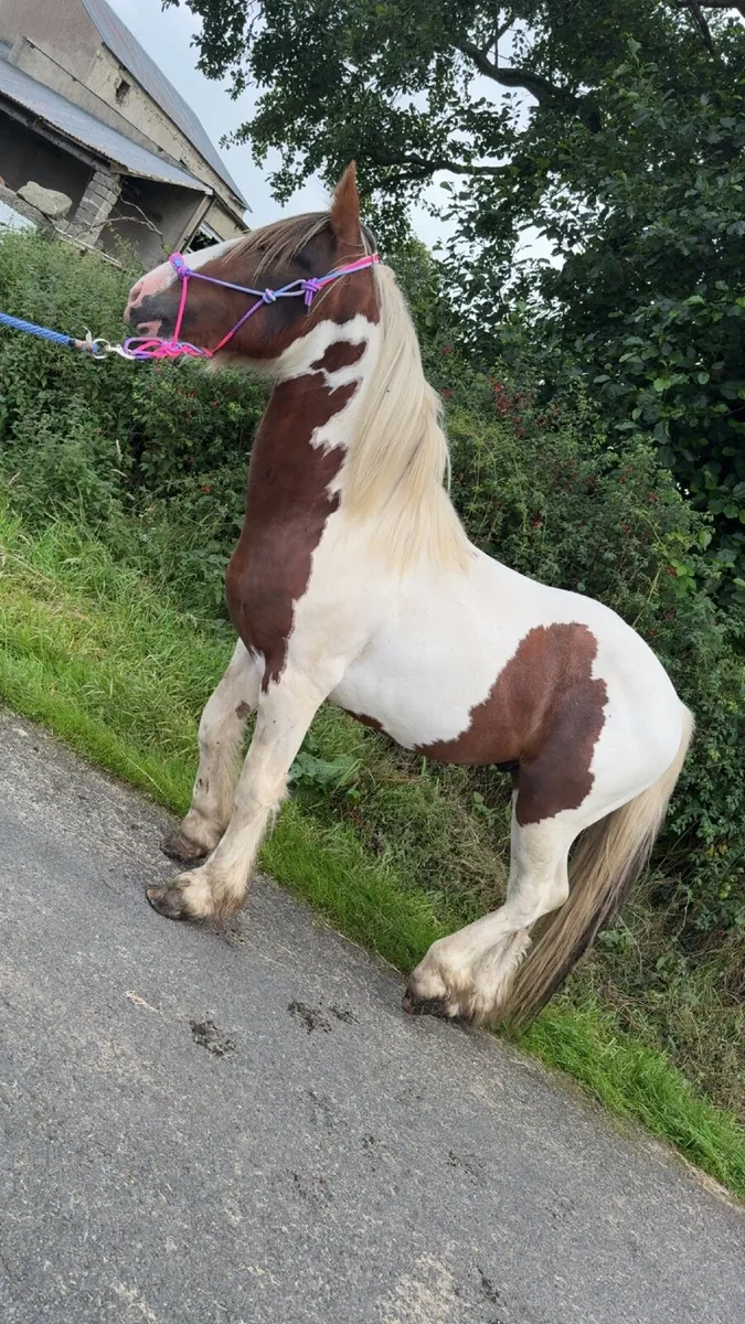 Pony - Image 3