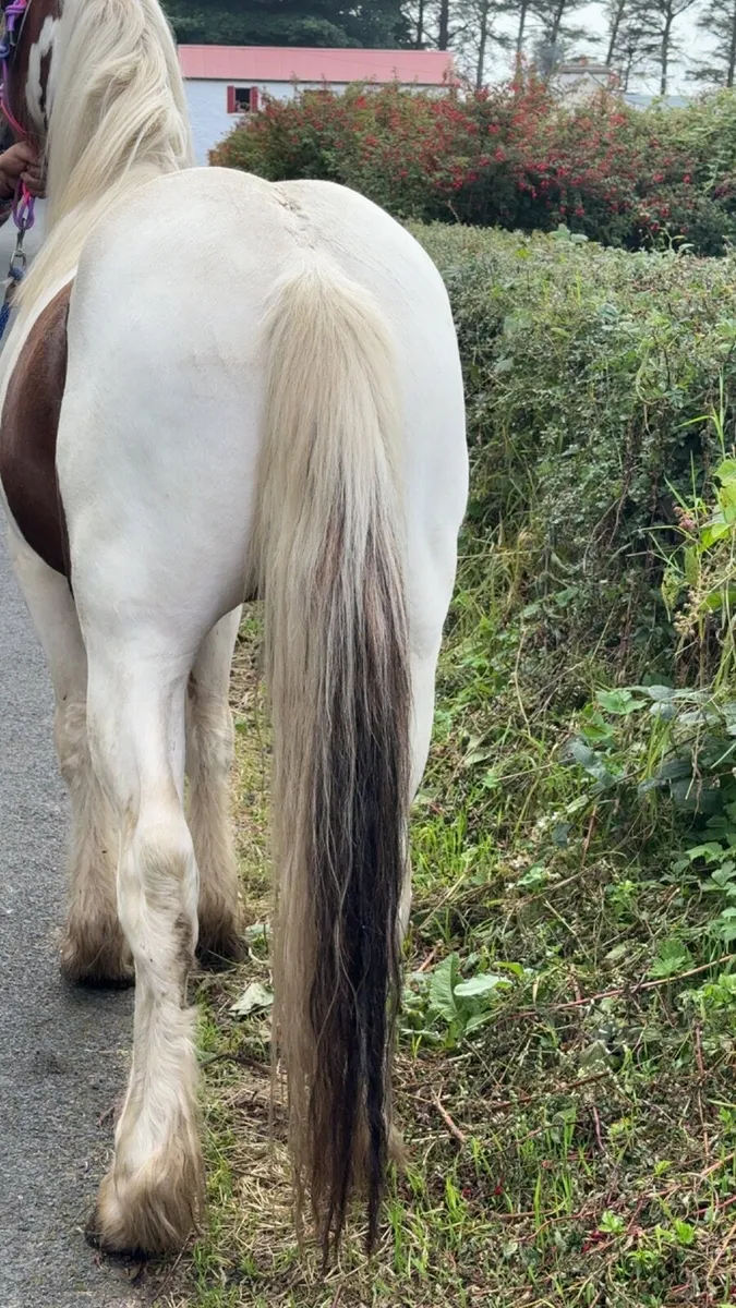 Pony - Image 4