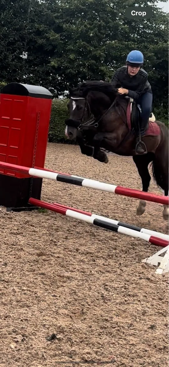 14h  jumping pony - Image 1