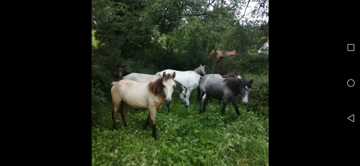 Ponies - Image 2