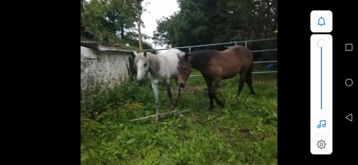 Ponies - Image 3