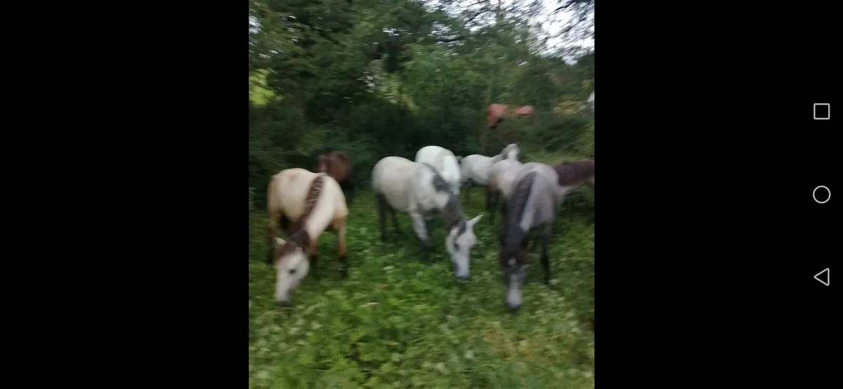 Ponies - Image 4