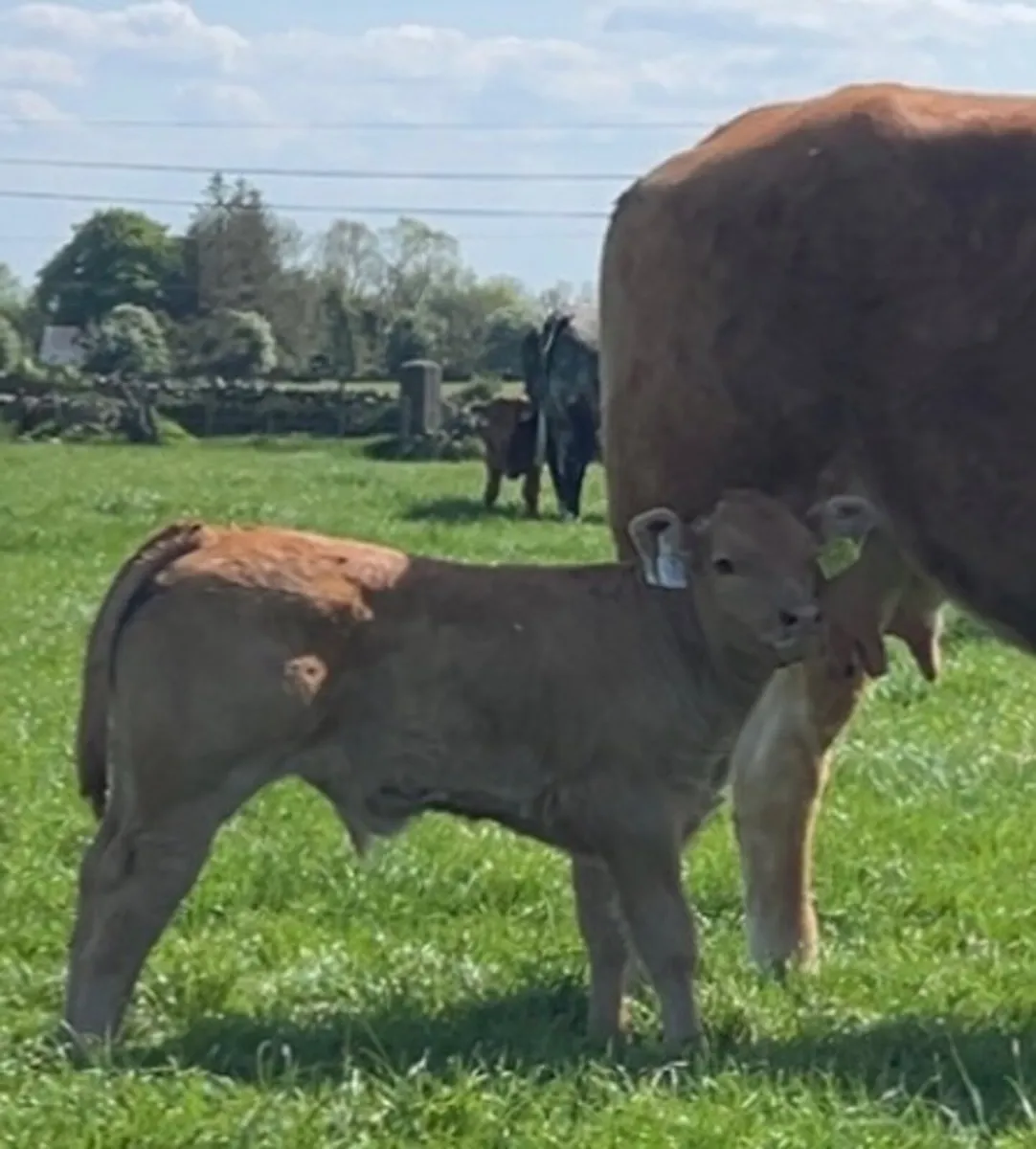 LM Calf Ballinasloe Mart 26 July