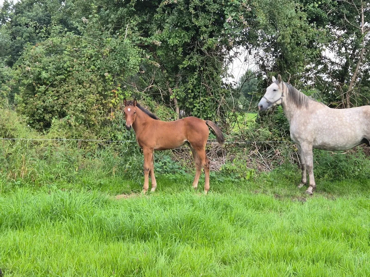 Top class filly foal - Image 1