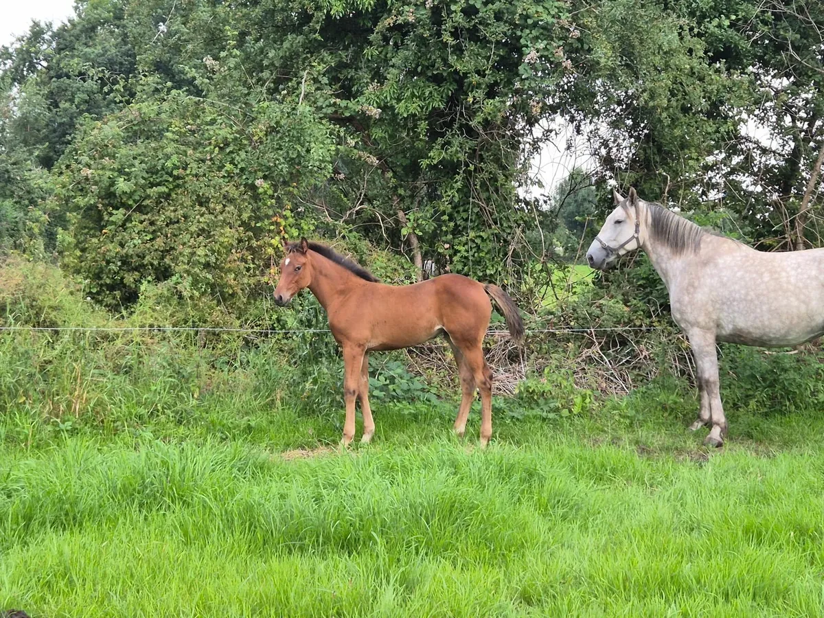 Top class filly foal - Image 2