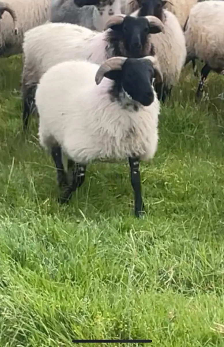 Organic horned ram lambs - Image 1