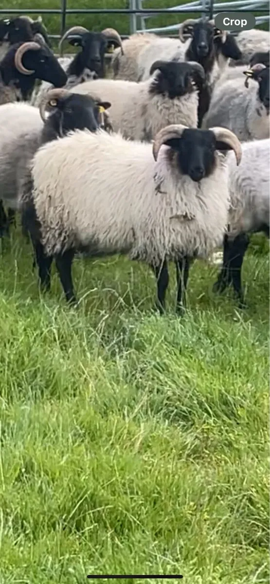 Organic horned ram lambs - Image 2