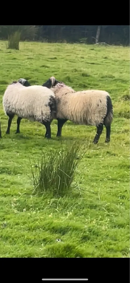 Organic horned ram lambs - Image 3