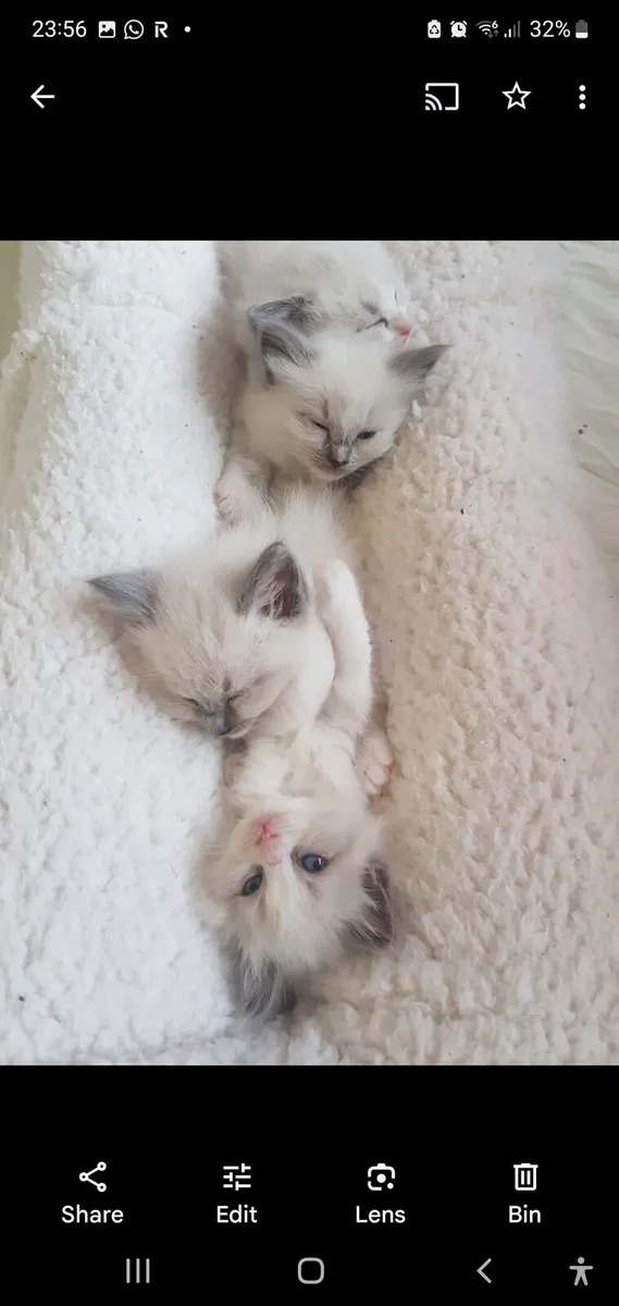 Ragdoll Kittens - Maine Coon Kittens - Image 4