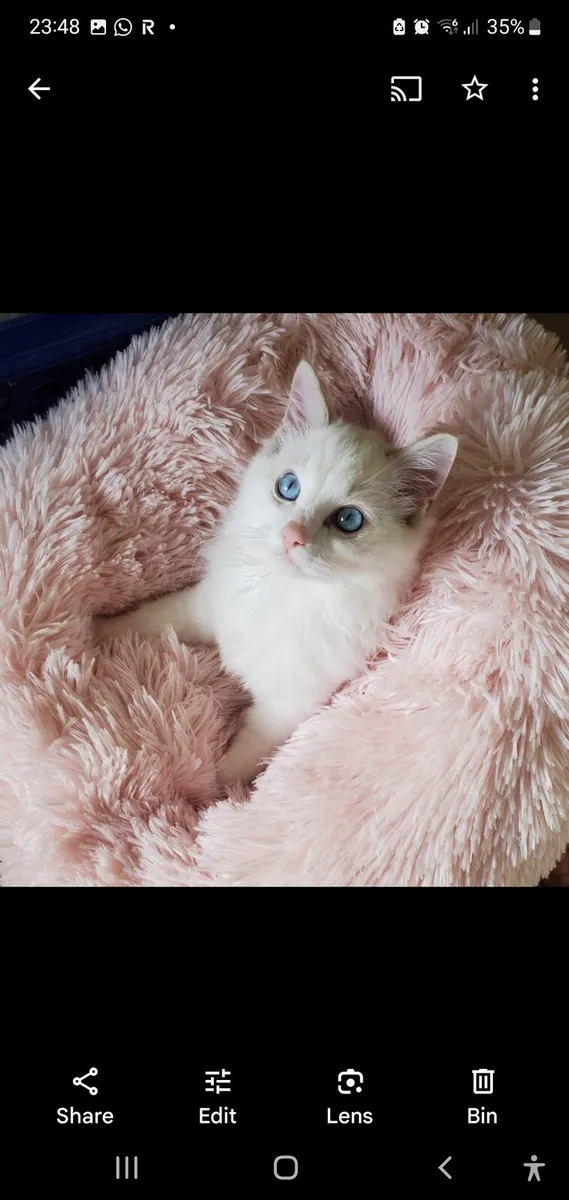RagCoon Kittens - Maine Coon & Ragdoll Kittens - Image 3