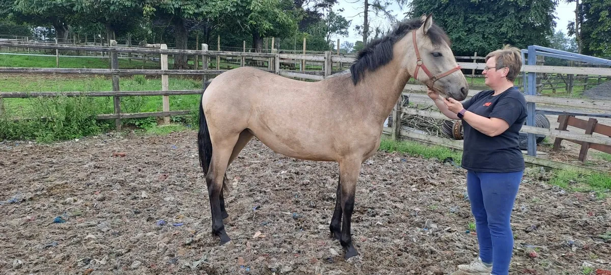Connemara  fillies - Image 4